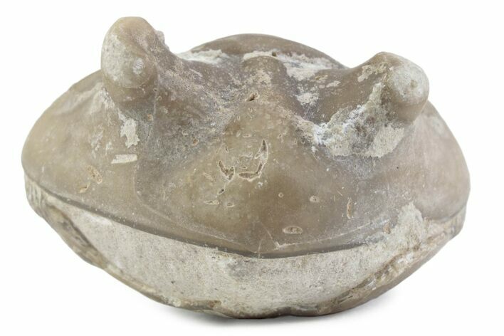 Bargain, Enrolled Asaphus Trilobite - Russia #363251